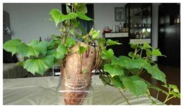 树叶最新爆料视频播放,精彩瞬间一网打尽